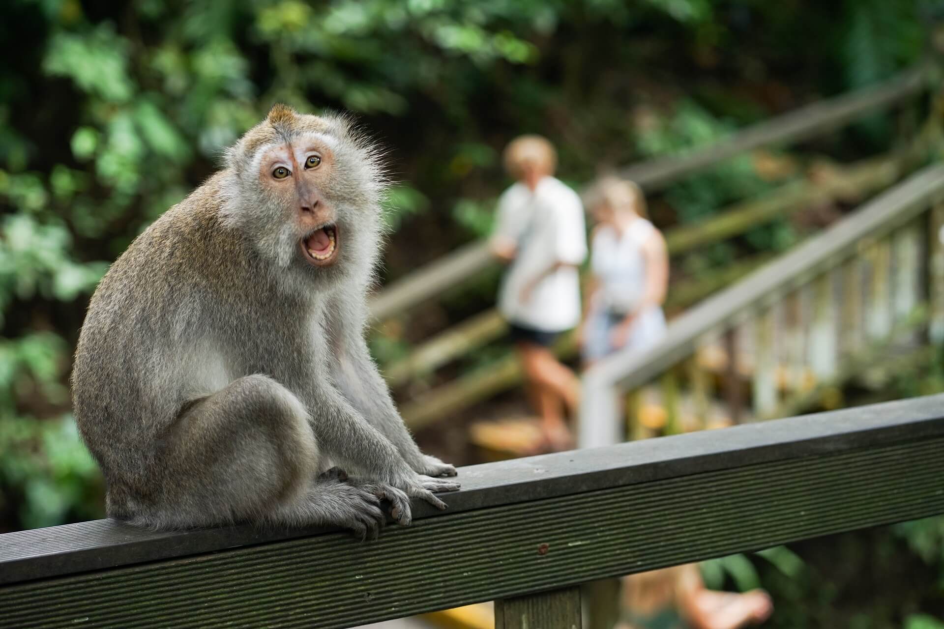 Monkey Forest Ubud